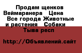 Продам щенков Веймаранера › Цена ­ 30 - Все города Животные и растения » Собаки   . Тыва респ.